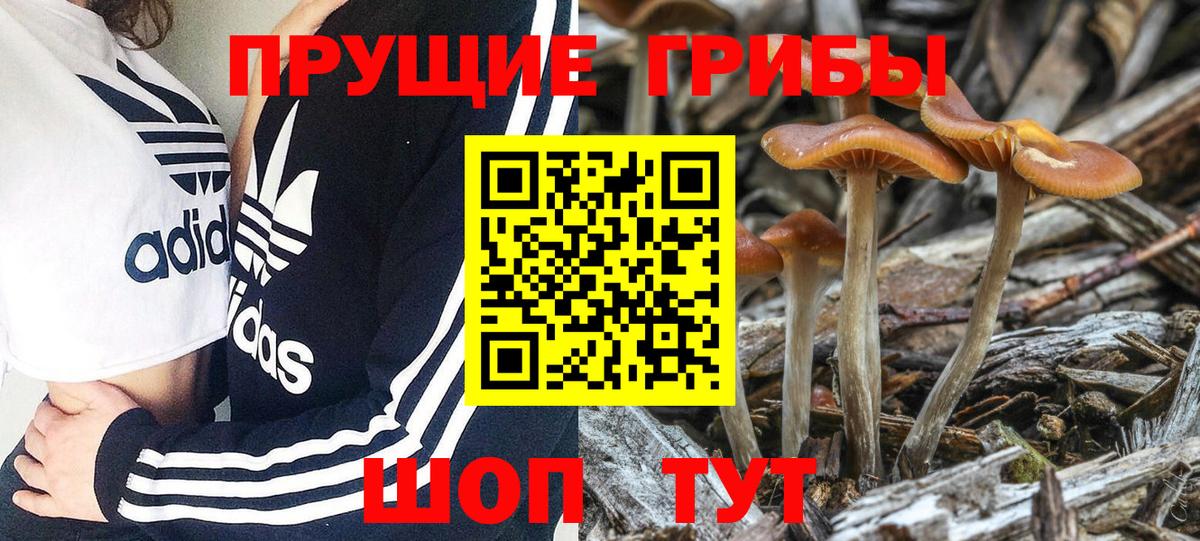 Лыткарино  где можно купить   Вход с VPN  Псилоцибиновые грибы Cubensis  Псилоцибиновые грибы прущие грибы 